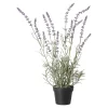 Lavendel in pot, 3 assorti
