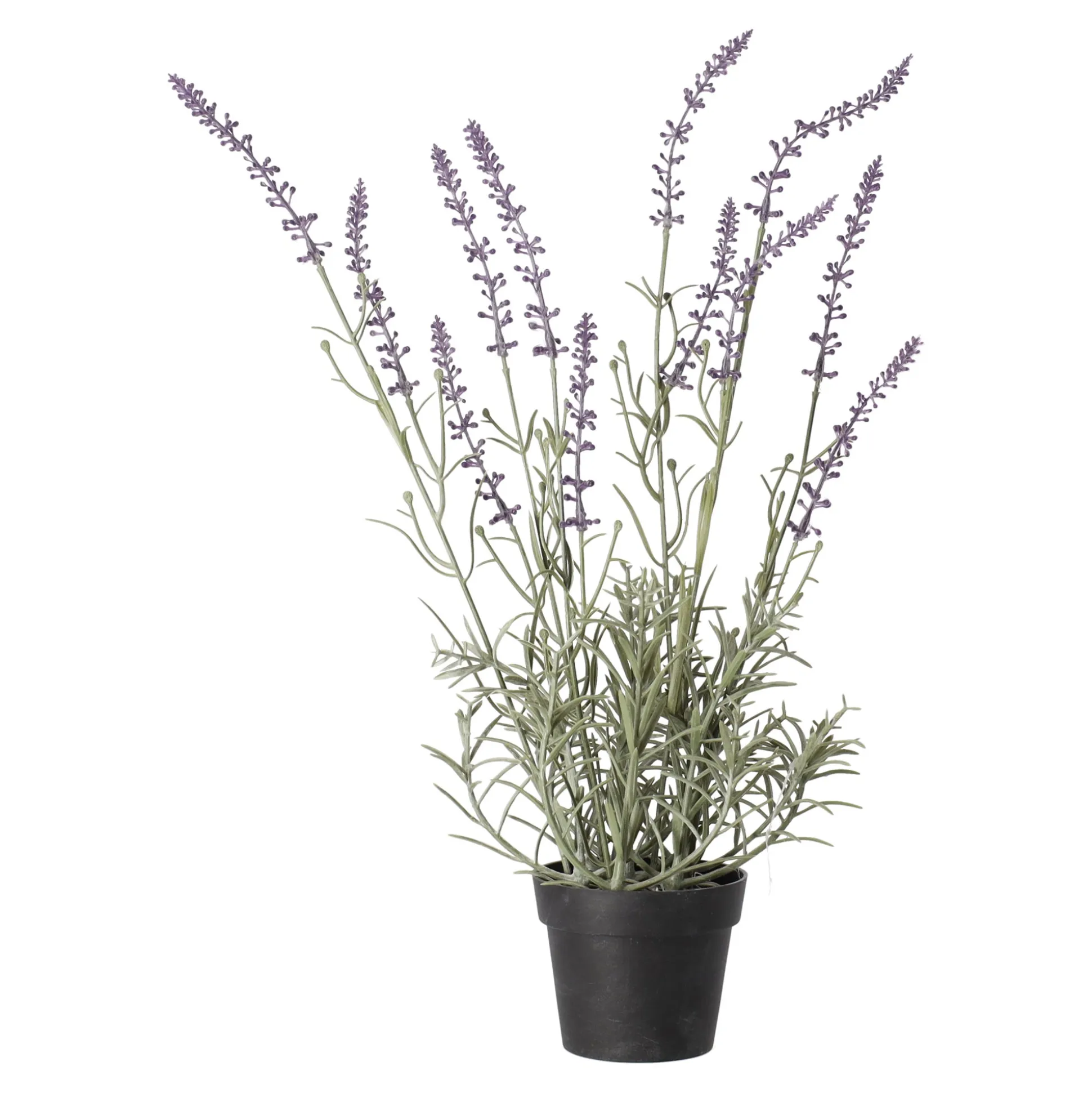 Lavendel in pot, 3 assorti