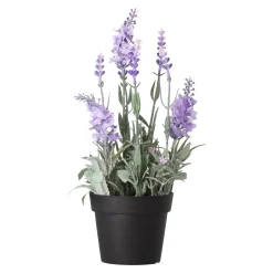 Lavendel in pot 25 cm 3 assorti