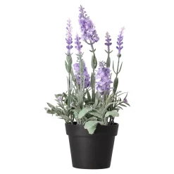 Lavendel in pot 25 cm 3 assorti
