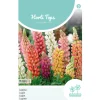 Lupinus Minarette mix