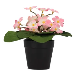 Madeliefje in pot 20 cm - 4 assorti