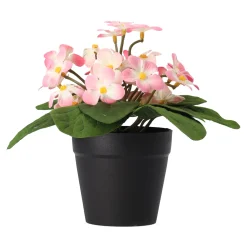 Madeliefje in pot 20 cm - 4 assorti