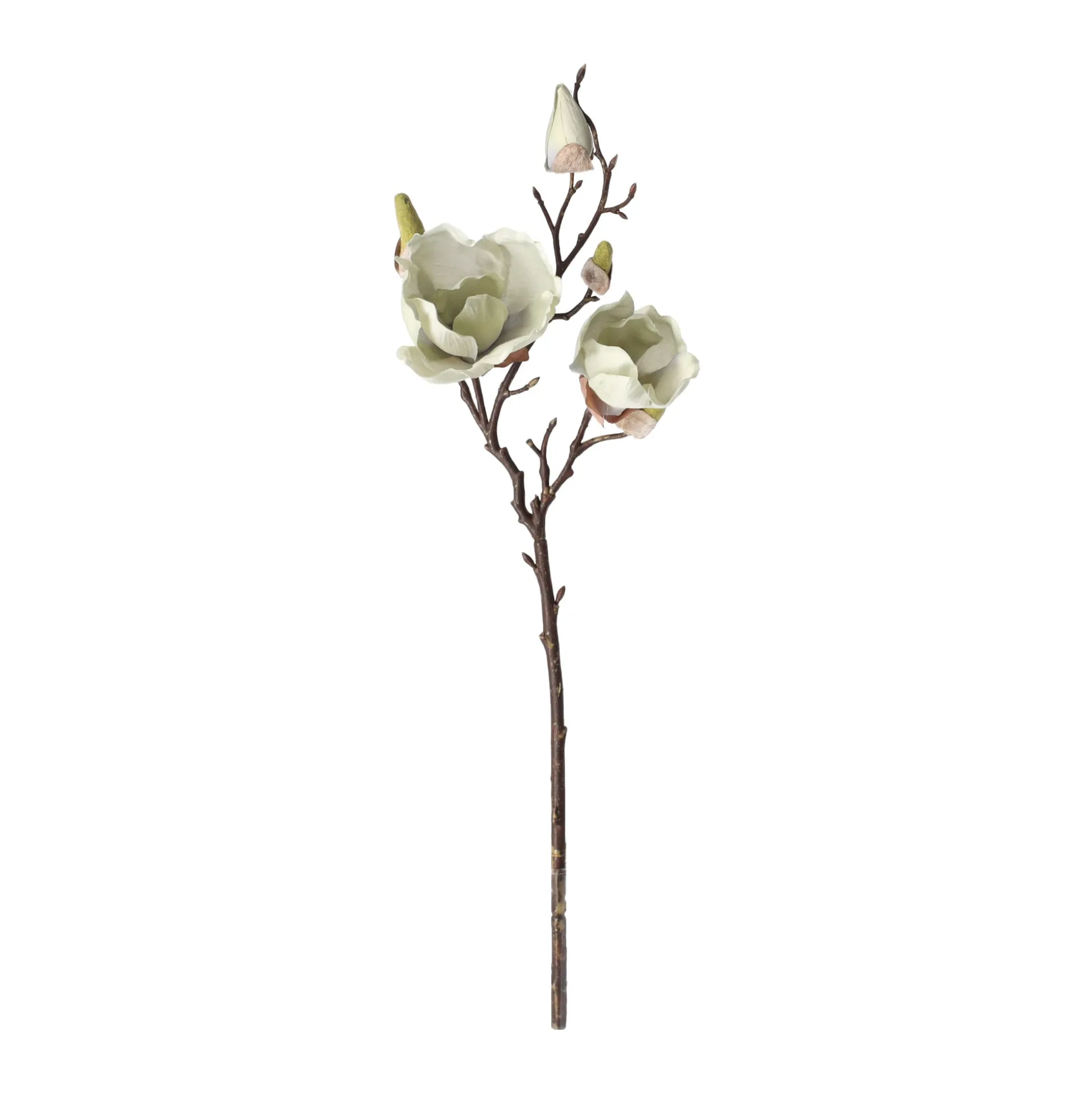 Magnolia enkel 55 cm groen