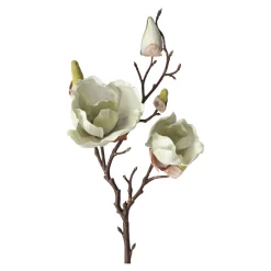 Magnolia enkel 55 cm groen