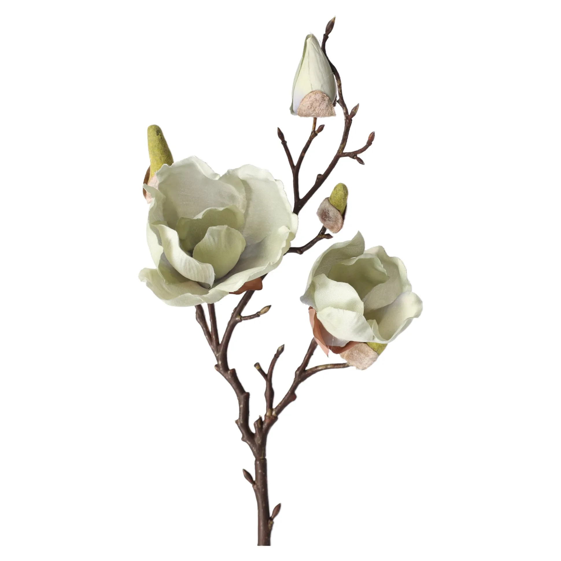 Magnolia enkel 55 cm groen