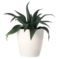 Mini vetplant decoratie 15 cm assorti