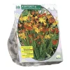 Montbretia per 30