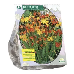 Montbretia per 30
