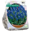 Muscari Armeniacum per 100