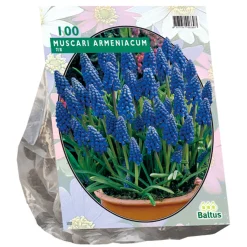Muscari Armeniacum per 100