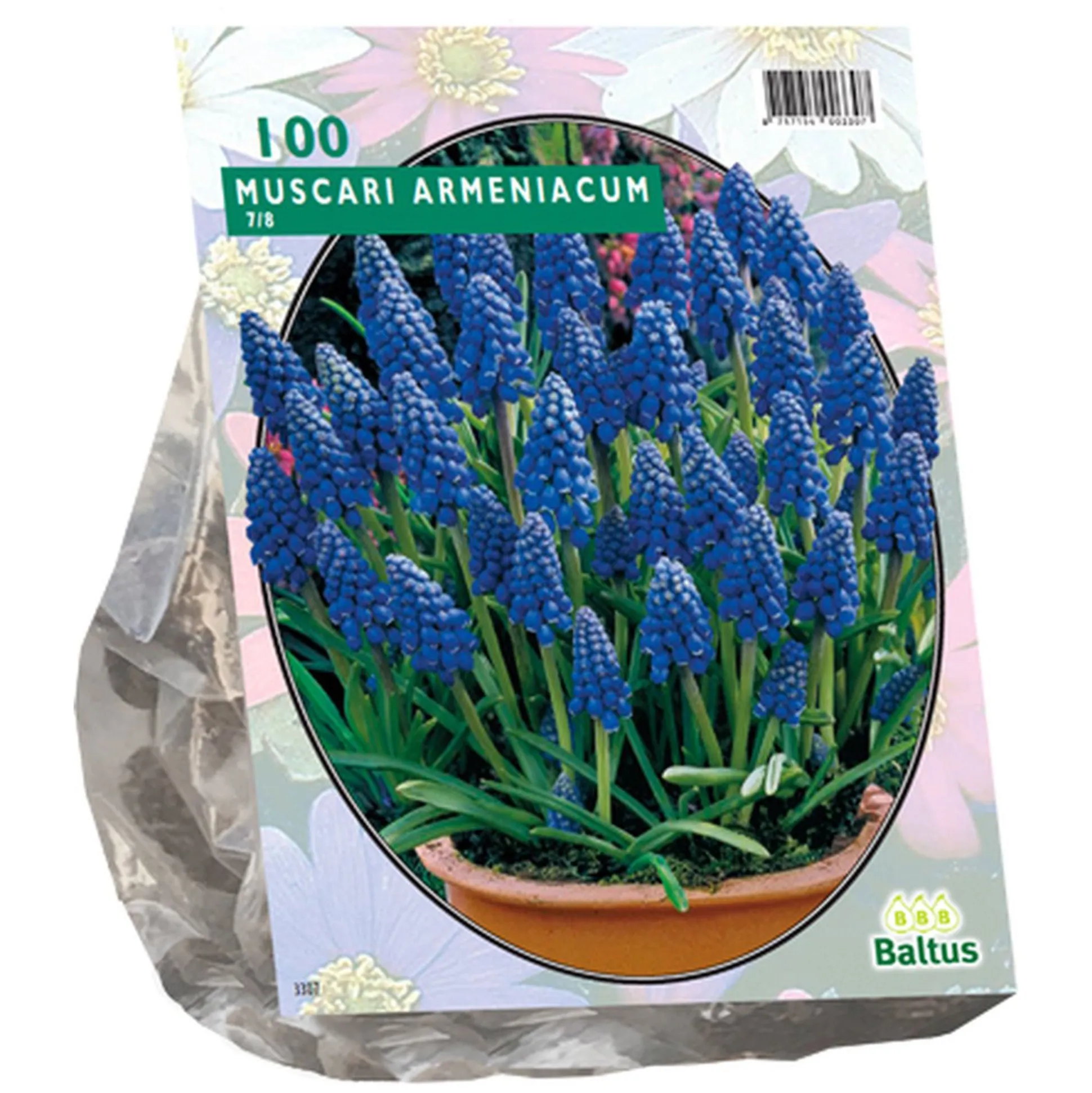 Muscari Armeniacum per 100