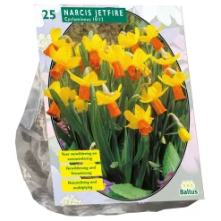 Narcis Mini Jetfire geel oranje per 25