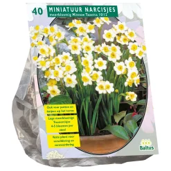 Narcis Mini Minnow per 40