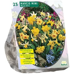 Narcis Mini mix per 25
