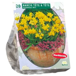 Narcis Mini Tete a Tete per 20