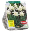 Narcis Mini Thalia per 15