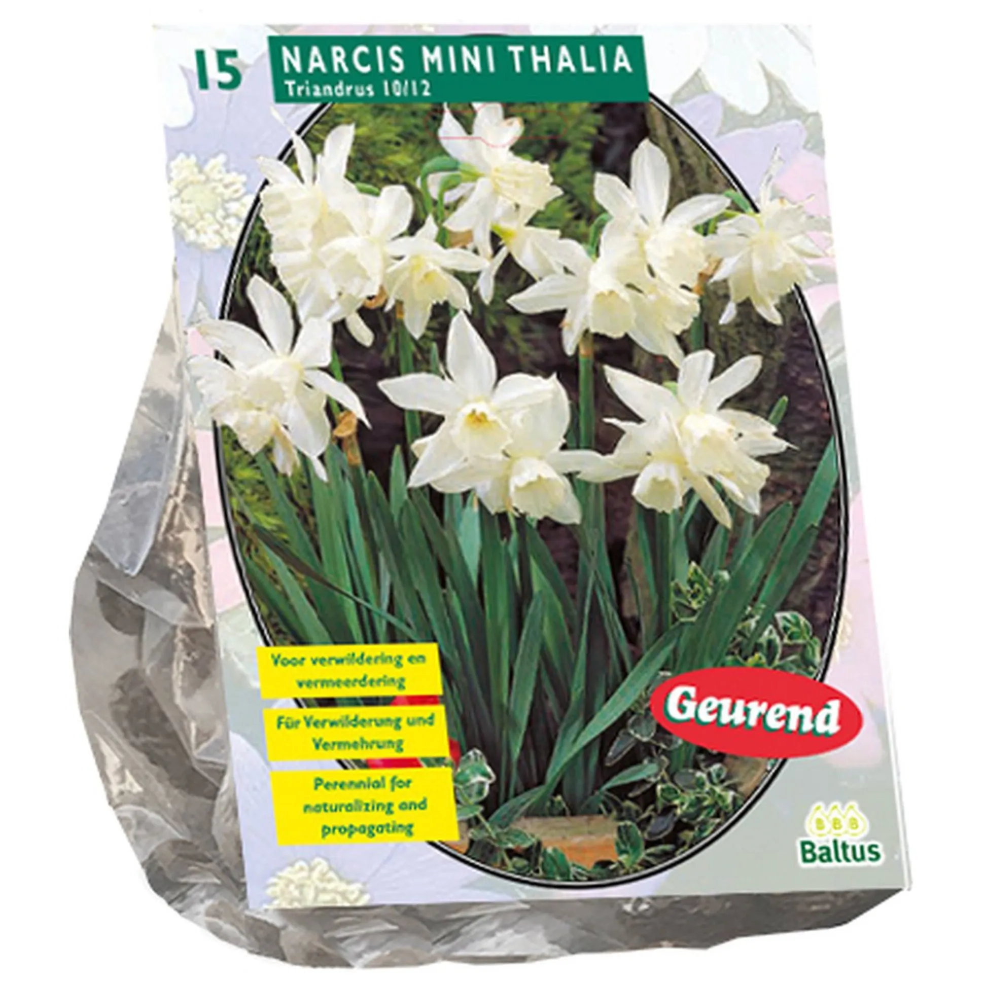 Narcis Mini Thalia per 15