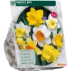 Narcis Trompet Mix per 15