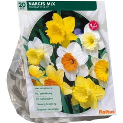 Narcis Trompet Mix per 15