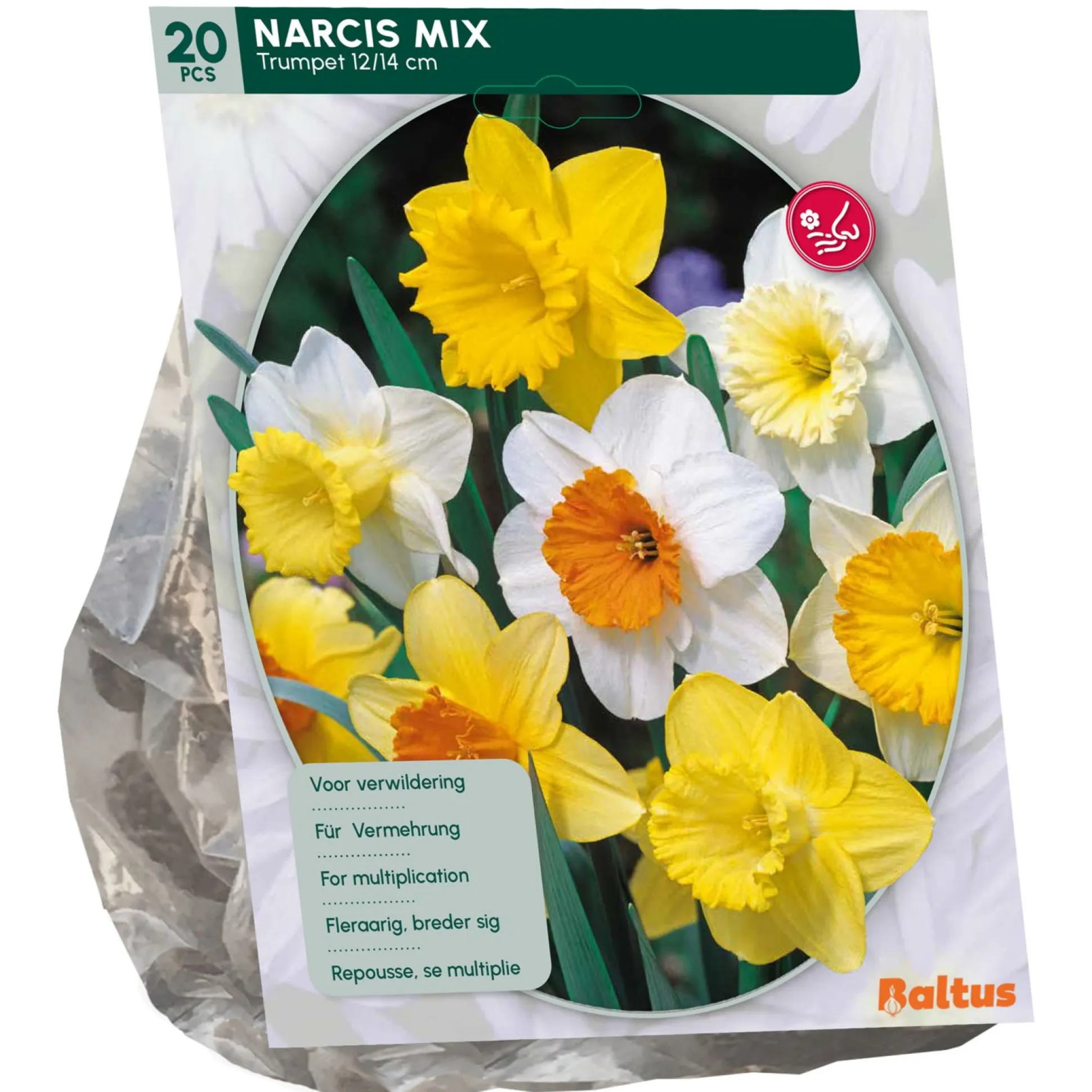 Narcis Trompet Mix per 15