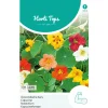 Oost-Indische kers Tom Thumb