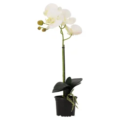 Orchidee 38 cm wit