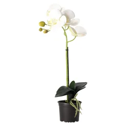 Orchidee 38 cm wit