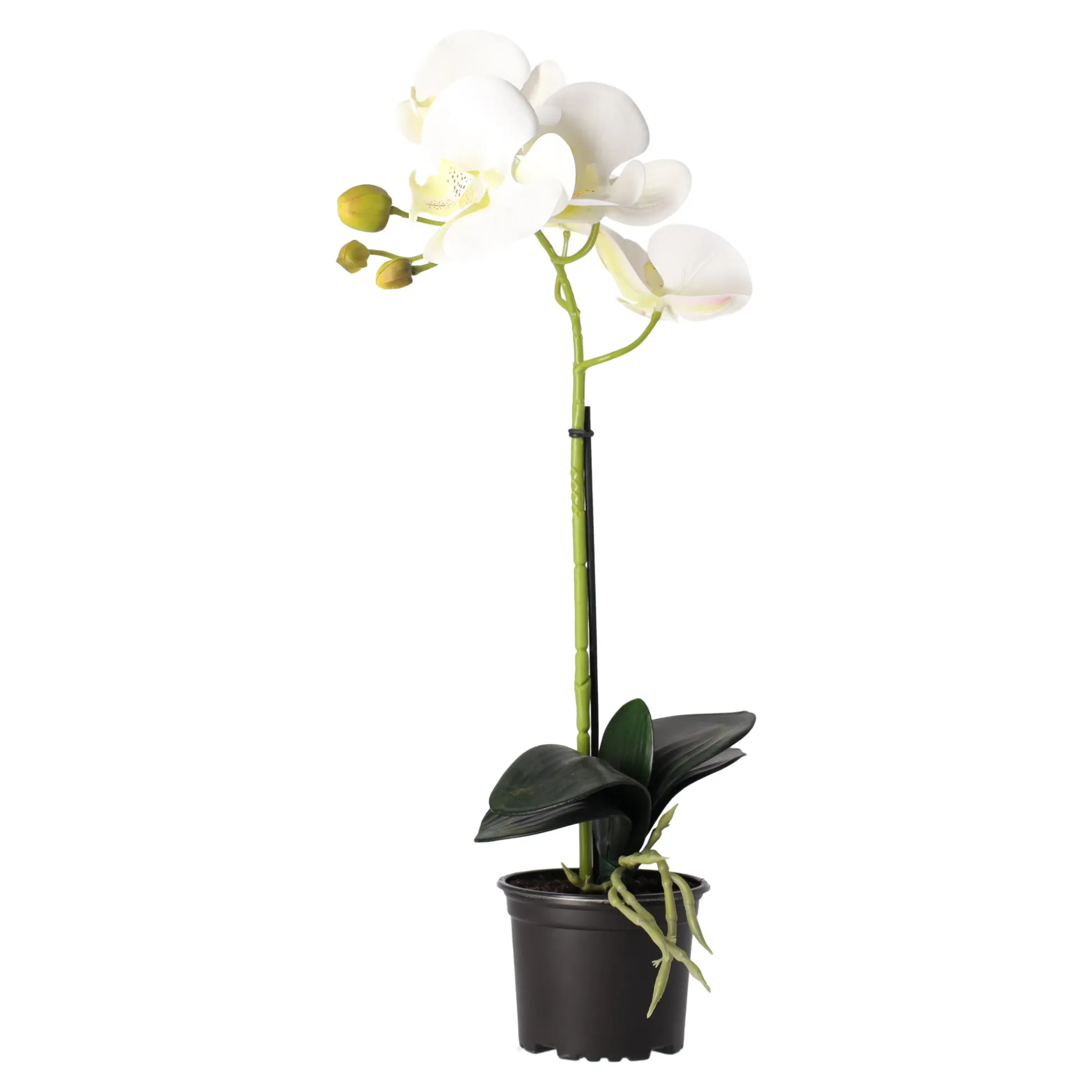 Orchidee 38 cm wit