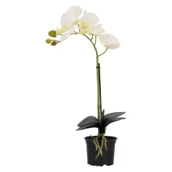 Orchidee 38 cm wit