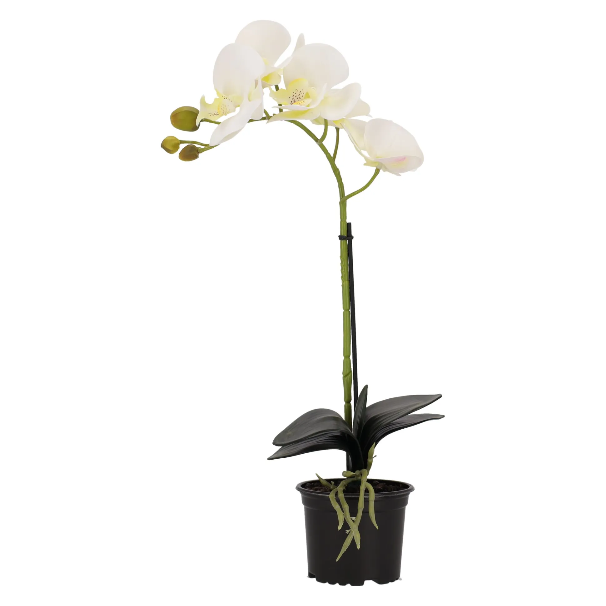 Orchidee 38 cm wit