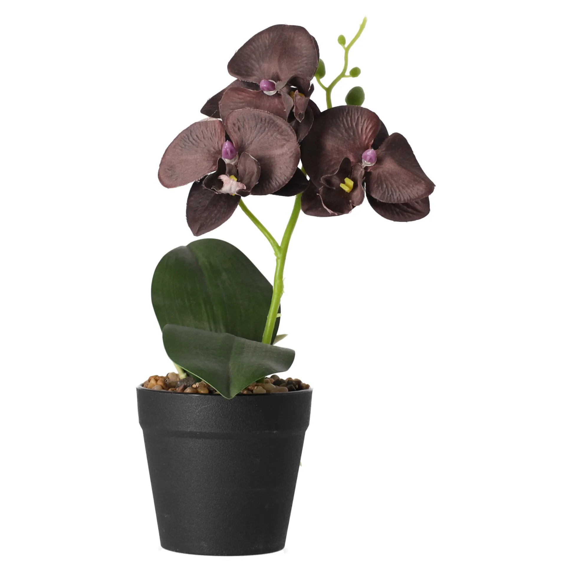 Orchidee in pot zwart perzik rood - assorti