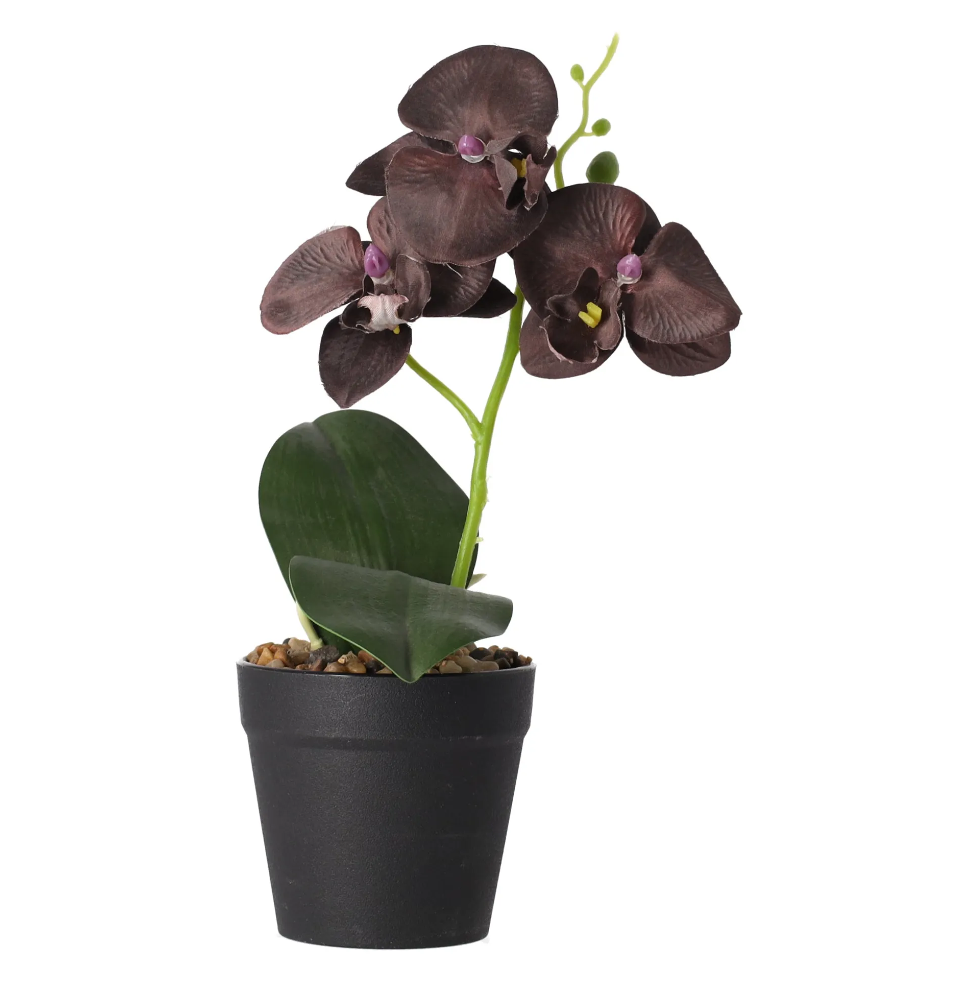 Orchidee in pot zwart perzik rood - assorti