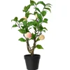 Perzikplant in pot 48 cm