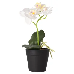 Phalaenopsis in pot wit 25 x 15 cm
