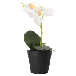 Phalaenopsis in pot wit 25 x 15 cm
