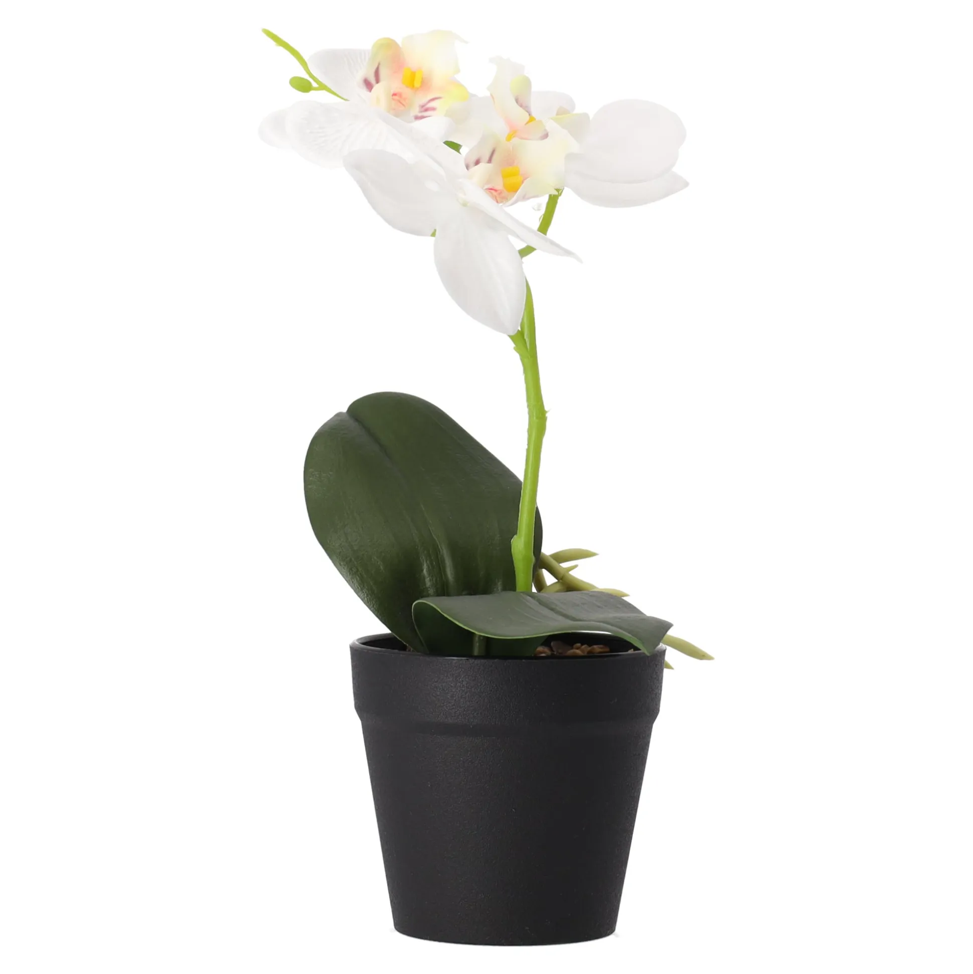 Phalaenopsis in pot wit 25 x 15 cm