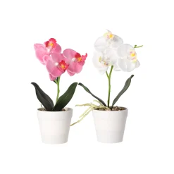 Phalaenopsis in pot wit, roze en perzik, 3 assorti