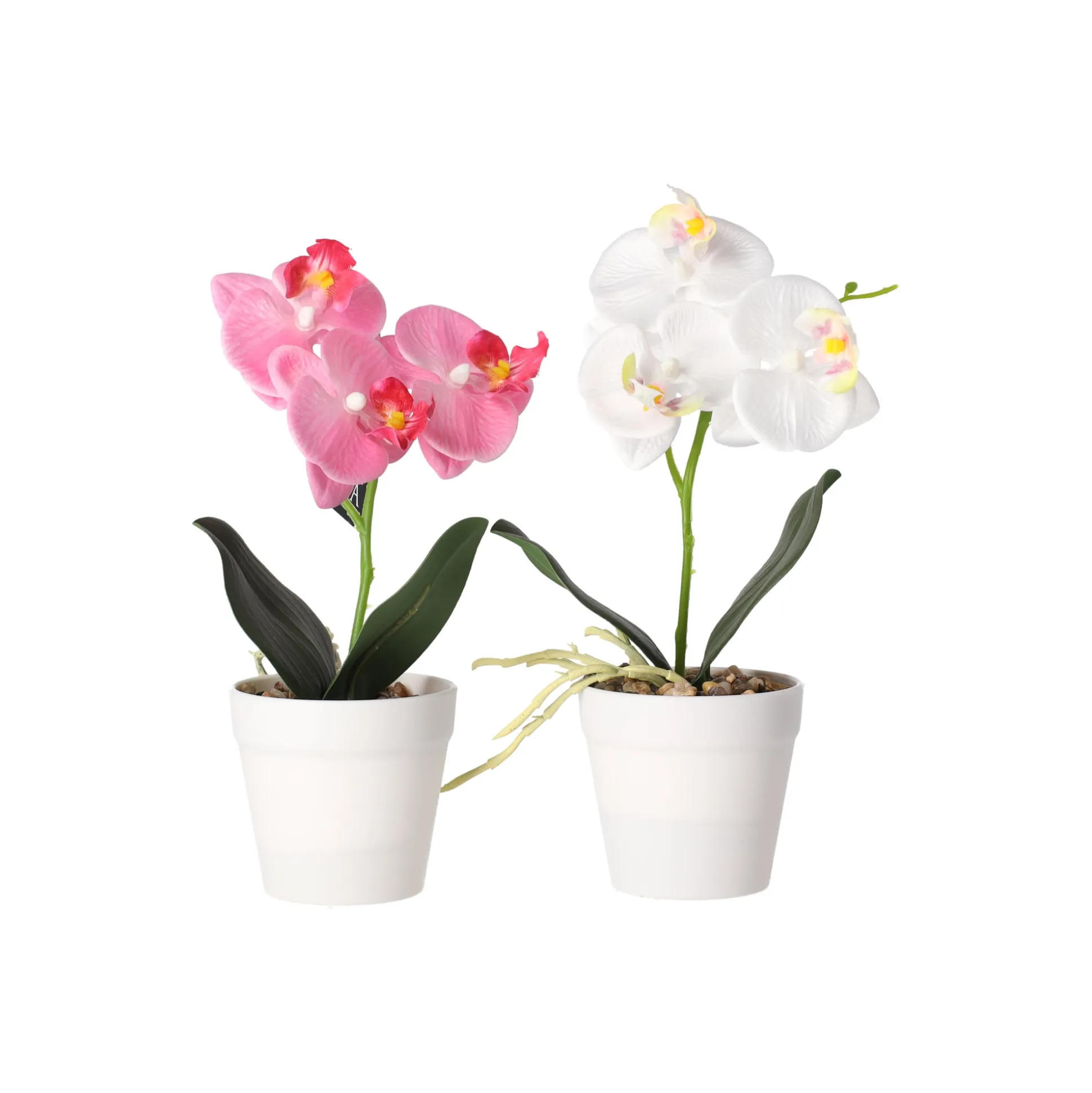 Phalaenopsis in pot wit, roze en perzik, 3 assorti