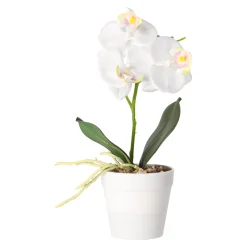 Phalaenopsis in pot wit, roze en perzik, 3 assorti