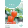 Physalis lampionplant