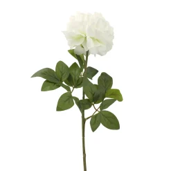 Pioen creme 72 cm