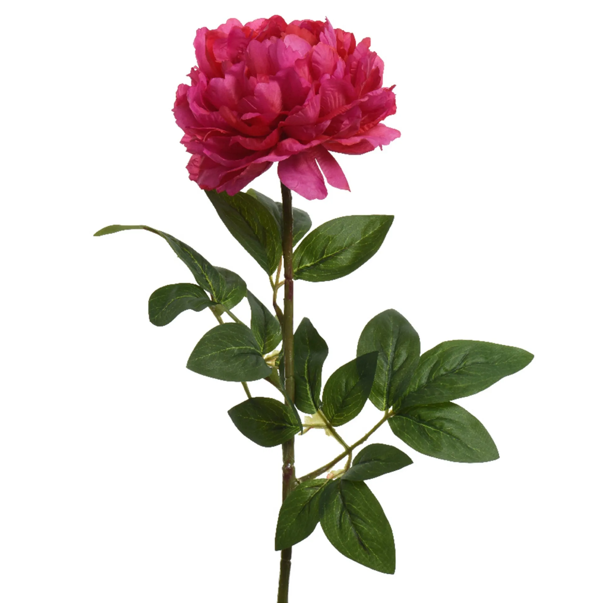 Pioen fuchsia 72 cm