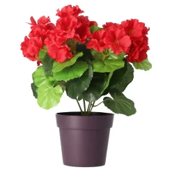 Plant B 4 assorti