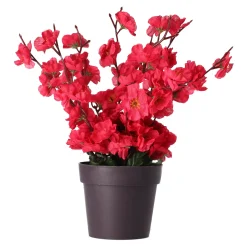 Plant bloesem assorti
