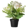 Plant in pot 24 cm diverse assorti