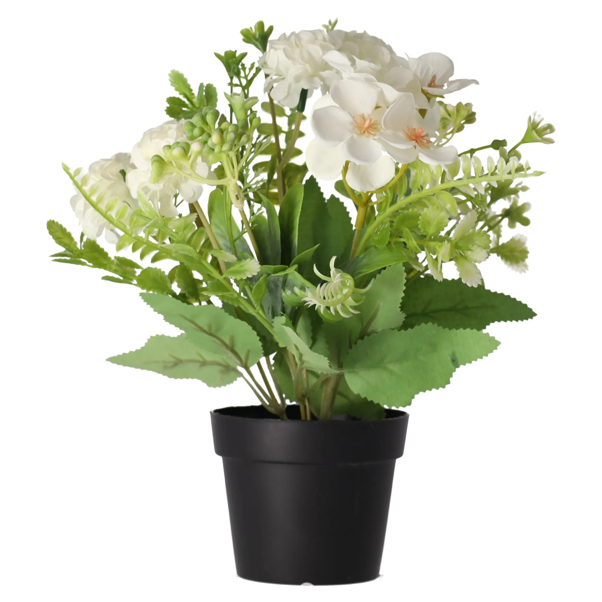 Plant in pot 24 cm diverse assorti