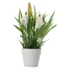 Plant in pot 20 cm diverse assorti