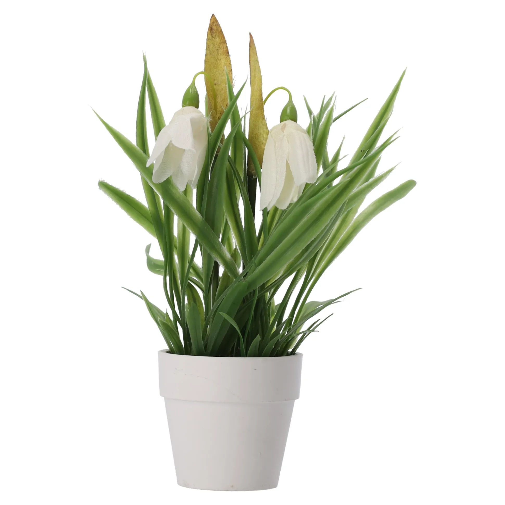 Plant in pot 20 cm diverse assorti