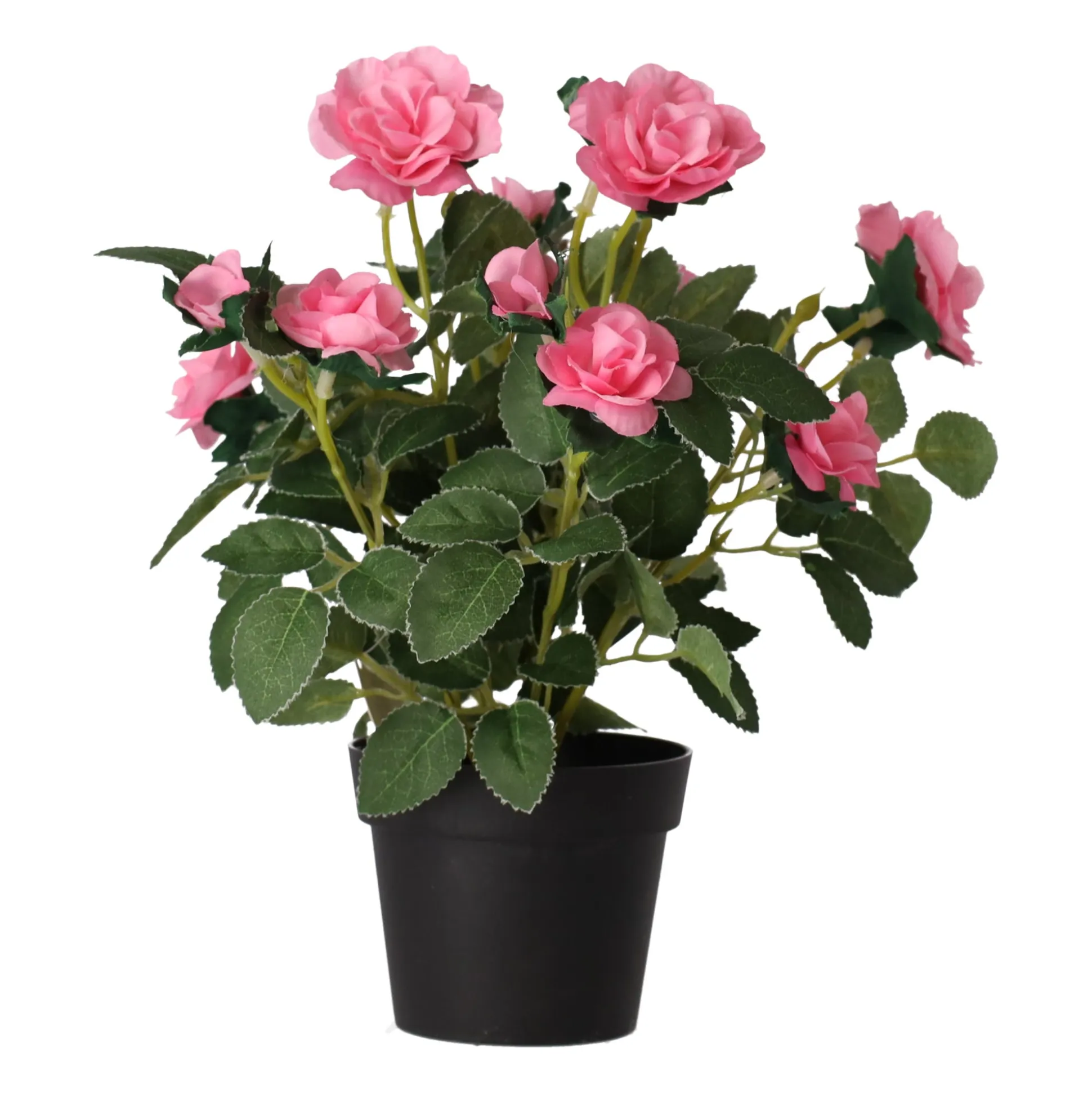 Plant met roos, 3 assorti